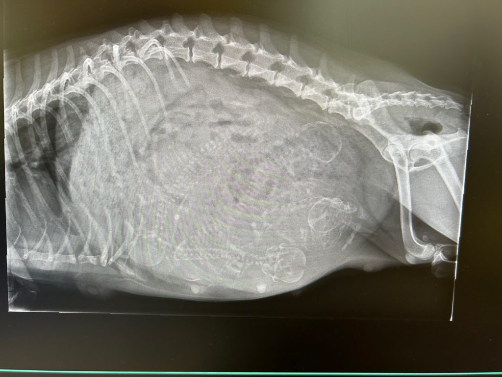 Hier seht Ihr die letzte Röntgenaufnahme vor der Geburt.